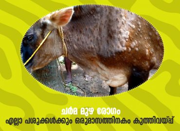 Cutaneous Lump Disease: Vaccinate all cows within one month