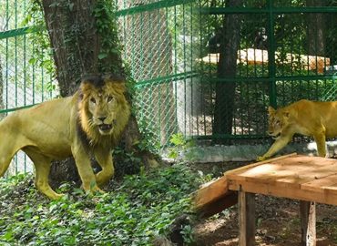 Two new lions in Thiruvananthapuram Zoo